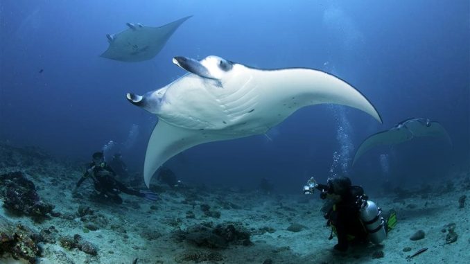 Destinos de buceo