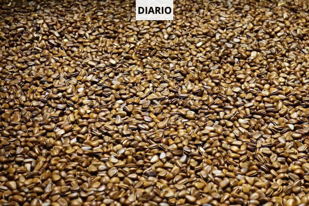 brown dried leaves on ground